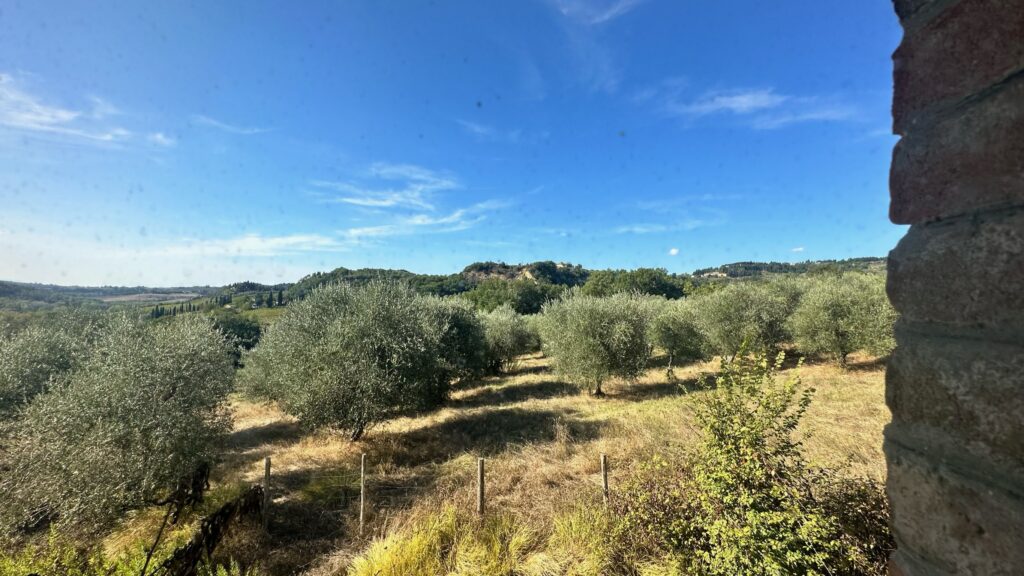 olivi